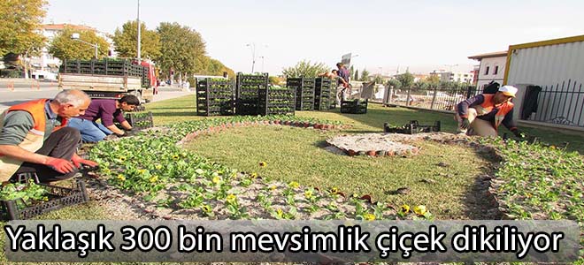 Yaklaşık 300 bin mevsimlik çiçek dikiliyor