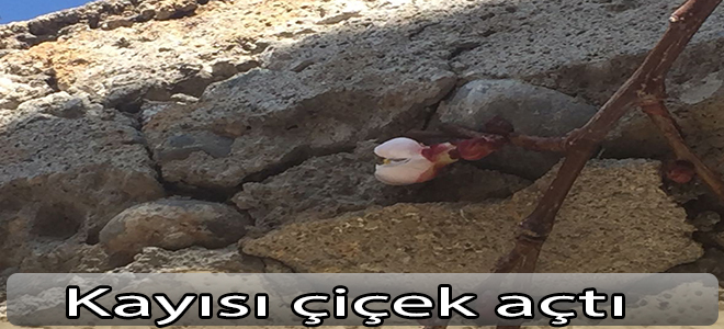 Kayısı çiçek açtı