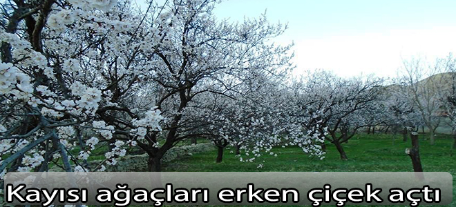 Kayısı ağaçları erken çiçek açtı