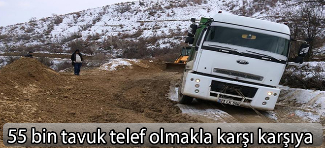 55 bin tavuk telef olmakla karşı karşıya