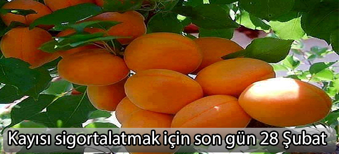 Kayısı sigortalatmak için son gün 28 Şubat