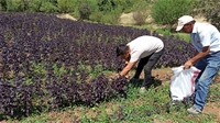 Arapgir'de Mor Reyhan İçin Hasat Zamanı