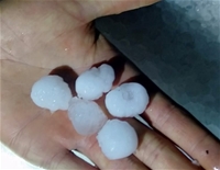 Malatya'da Dolu Yağışı Kayısı Bahçelerine Zarar Verdi