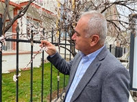 Malatya'da Kayısıda Zirai Don Tehsi