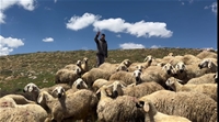 Kaybolan Hayvanları Dron İle Buldular