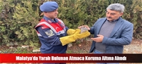 Malatya'da Yaralı Bulunan Atmaca Koruma Altına Alındı