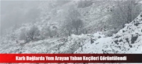 Karlı Dağlarda Yem Arayan Yaban Keçileri Görüntülendi