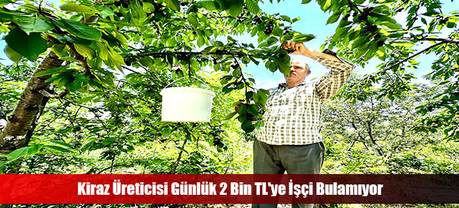 Kiraz Üreticisi Günlük 2 Bin TL'ye İşçi Bulamıyor