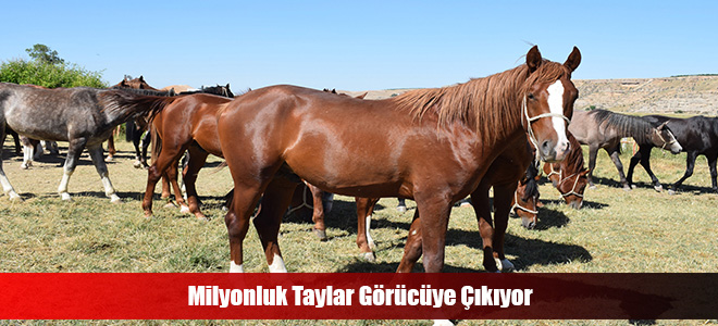 Milyonluk Taylar Görücüye Çıkıyor