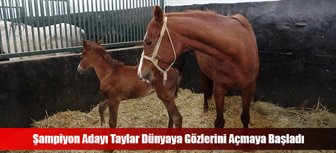 Şampiyon Adayı Taylar Dünyaya Gözlerini Açmaya Başladı